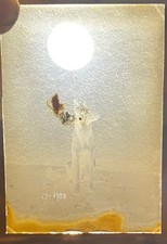 Ancienne Photographie sur plaque de verre chien Berger Allemand 1925