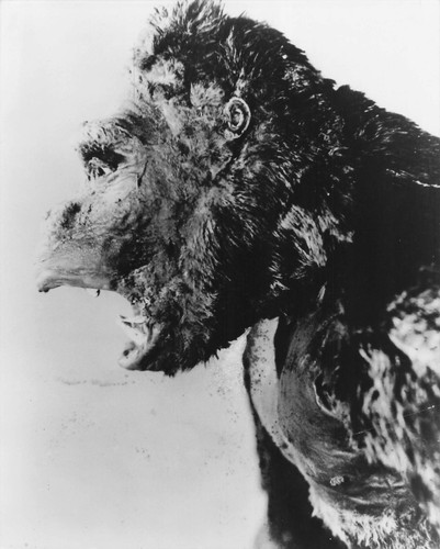 King kong photo argentique - king,