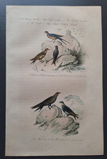 Gravure oiseau 19° rehaussé
