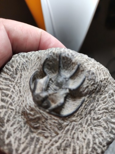 282 authentique trilobite - authentique,