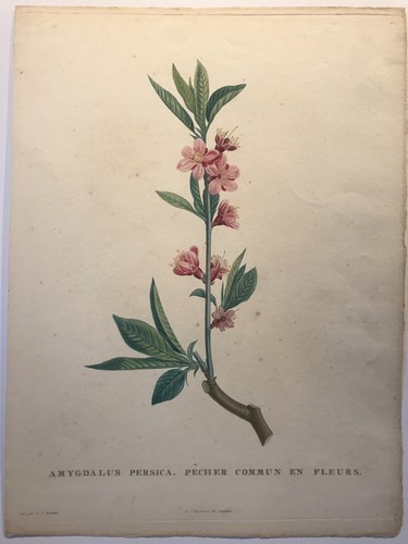 Pierre joseph redouté - joseph, redouté,