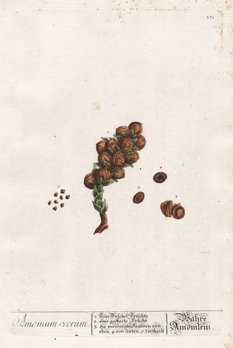 Kardamome cardamom épices - cardamom,