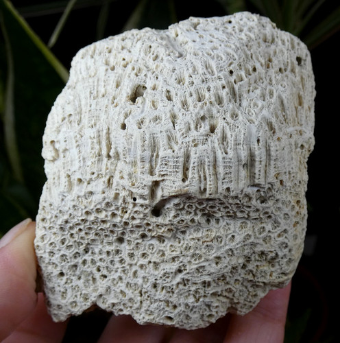 Corail fossilisé motif - fossilisé,