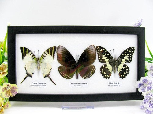 Vrais beaux papillons - vrais,