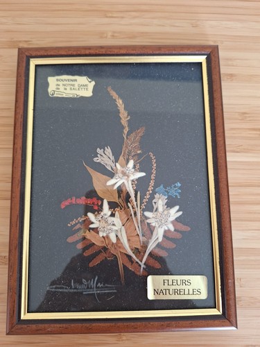 Cadre herbier séché ancien