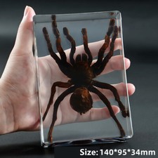 Véritable spider beetles - véritable,