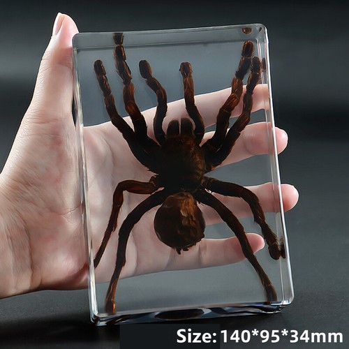 Véritable spider beetles - spider,