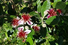 FEIJOA "Sellowiana Mammouth"