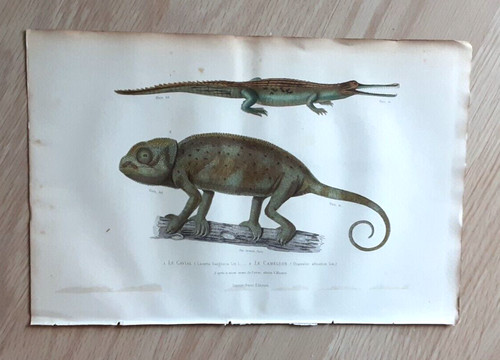 Gravure ancienne planche - gravure,