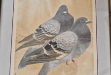 Aquarelle animaliere aux pigeons Octobre 1915 Japon watercolor pigeons RARE