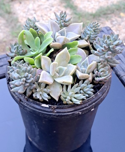 Plantes grasses diverses - plantes,