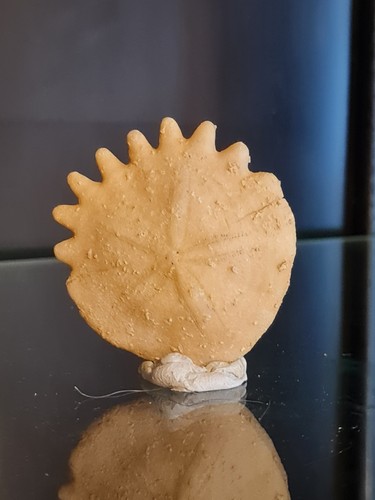 Oursin fossile heliophora - fossile,