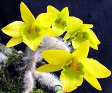 Dendrobium senile – Orchidée botanique rare à poils argentés, Orchid Plant