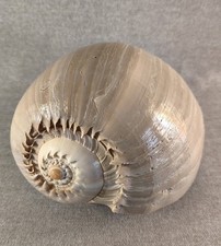 MAGNIFIQUE GRAND COQUILLAGE
