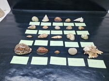 lot coquillages naturels assortis - 30 pièces décor mer, collections, 3 a 11 cm