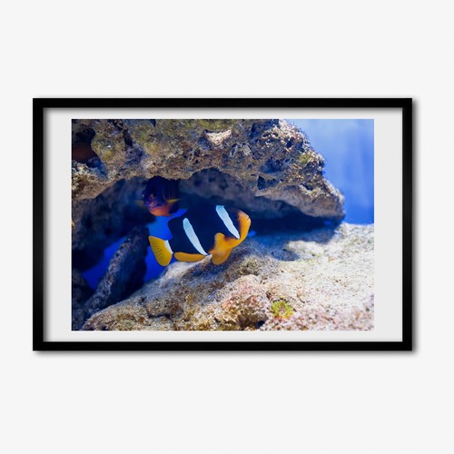 Tulup photo 60x40cm - 60x40cm, cadre
