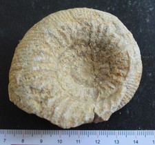 Ammonite fossile Bajocien