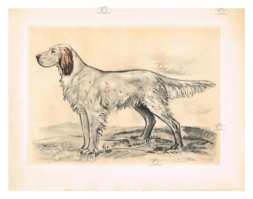 Chien setter laverack - chien,
