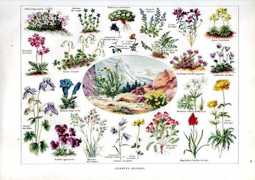 Planche botanique 1922 les - 1922, in