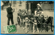 CPA Belgique : Laitière Flamande. Attelage de chiens / 1914