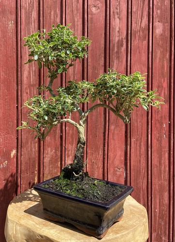 Bonsaï serissa foetida - bonsaÏ,