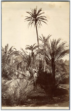 Italie, Bordighera, Villa Moreno Vintage albumen print.  Tirage albuminé  17