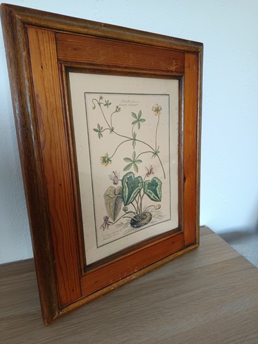 Gravure botanique - 🌿,