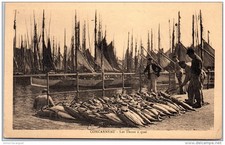 29 CONCARNEAU - les thons a quai