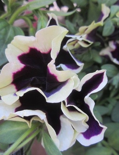 Surfinia pétunia violet - ♫,