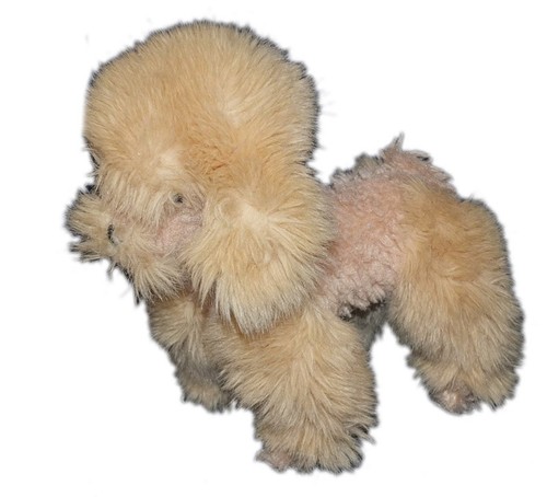 Anima peluche chien beige - peluche,