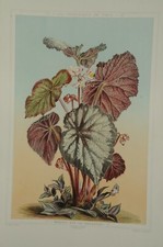 Lithographie couleur originale