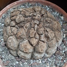 Dioscorea mexicana plante - mexicana,