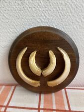 Dents grès de sanglier trophée Chasse vintage Cabinet de curiosité