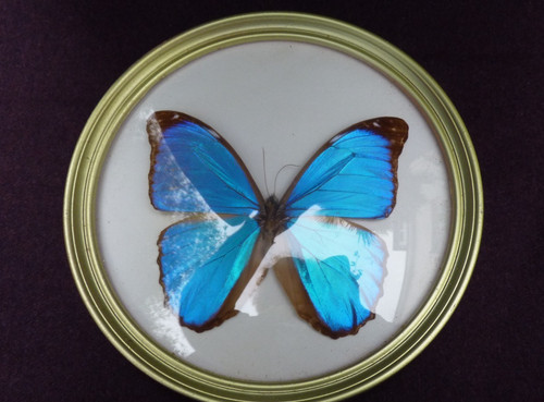 Entomologie papillon morpho - entomologie,,