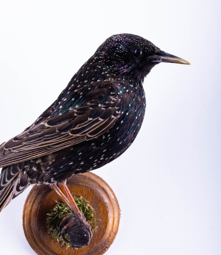 Taxidermy bird starling small - taxidermy,