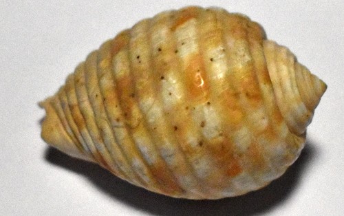 Sea shell coquillages - sea,