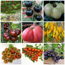 450 graines de tomate rares en mélange 9 variétés + cadeau
