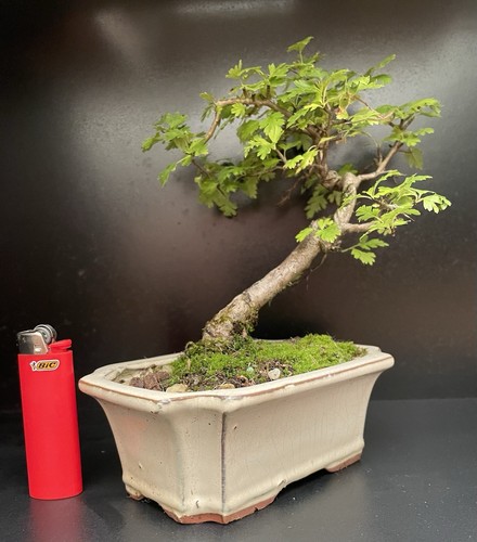 Bonsai shohin yamadori - bonsai,