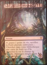 Forêt Pluviale Embrumée