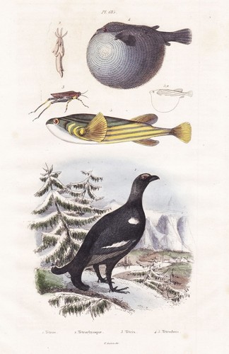 Auerhuhn tetrao urogallus - auerhuhn,