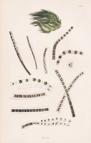 Callithamnion pluma algues - callithamnion,