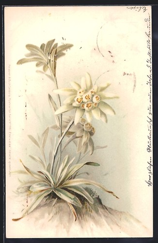 Lithographie arbuste - lithographie, un