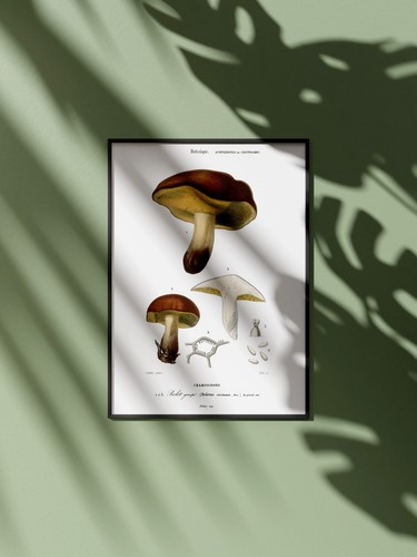 Affiche champignons vintage - champignons,