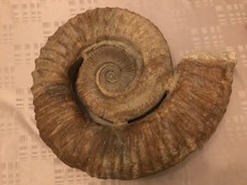 Véritable ammonite géante