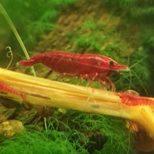 Lot de 12 crevettes bloody mary