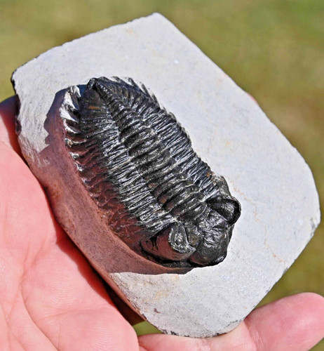 Trilobite fossil coltraneia - trilobite,