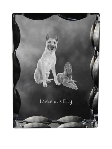 Laekenois chien berger - laekenois,