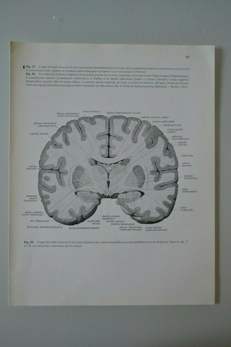 Planche anatomie humaine - planche, d'anatomie
