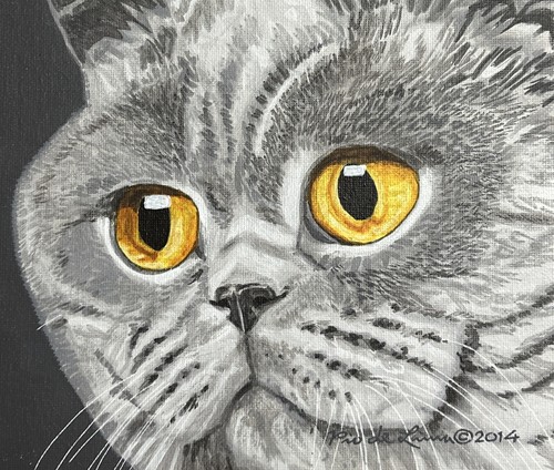 British shorthair cat - shorthair,