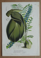 Horto Van Houtteano Aracée